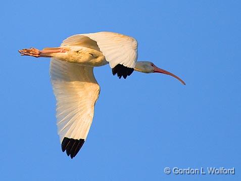 White Ibis In Sunrise Flight_34603.jpg - White Ibis (Eudocimus albus) photographed at the Magic Ridge Bird Sanctuary on the Gulf coast near Port Lavaca, Texas, USA.